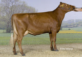 Breedig Cattle, Cattle export  from Denmark. Danish Holstein, Danish red & Danish Jersey