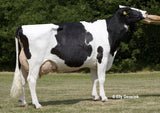 Breedig Cattle, Cattle export  from Denmark. Danish Holstein, Danish red & Danish Jersey