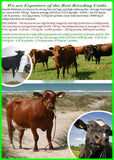 Breedig Cattle, Cattle export  from Denmark. Danish Holstein, Danish red, Danish Jersey