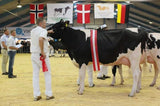 Danish Breedig Cattle