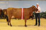 Danish Breedig Cattle