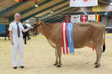 Danish Breedig Cattle