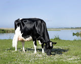 Danish Breedig Cattle