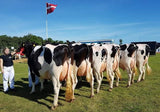 Danish Breedig Cattle