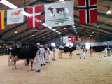 Danish Breedig Cattle
