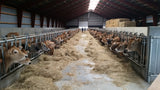 Danish Breedig Cattle