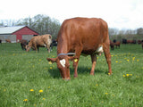 Breedig Cattle, Cattle export  from Denmark. Danish Holstein, Danish red & Danish Jersey