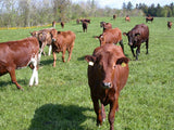 Breedig Cattle, Cattle export  from Denmark. Danish Holstein, Danish red & Danish Jersey