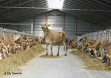 Cattle export  from Denmark. Danish Holstein, Danish red, Danish Jersey