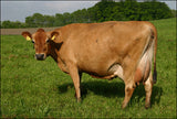 Breedig Cattle, Cattle export  from Denmark. Danish Holstein, Danish red & Danish Jersey